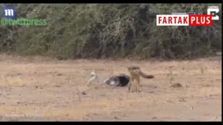 تصاویر نایاب و شگفت انگیز از جنگ گورکن و پیتون و دخالت دو شغال برای تغییر شکار و طعمه!