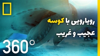 ویدئوی 360 درجه رویارویی با کوسه بزرگ عجیب و غریب