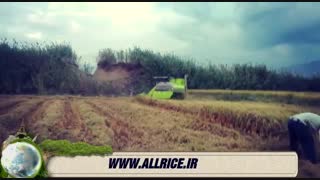 قیمت برنج ایرانی#www.allrice.ir#خرید برنج ایرانی