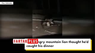 فرار گوزن از دست شیر کوهستان