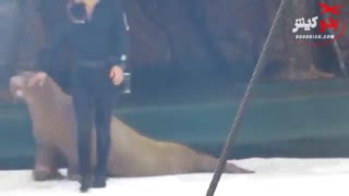 پارک دلفین ها کیش