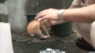 blind cat looking for its mum