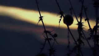 امیر حسین آرمان - آتش