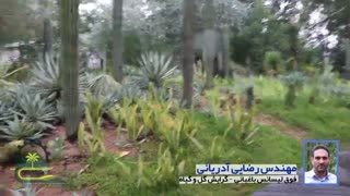 مجموعه کاکتوس های جزیره النور دبی