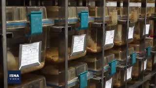 موش‌های تراریخته مبتلا به هموفیلی چطور تولید می‌شوند؟