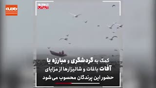 گوشت مهمانان روس در سفره ایرانیان