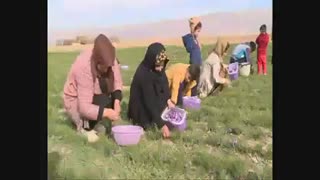 زعفران