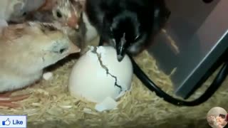 5 Best Egg Incubators || Hatching Chicken Eggs (Homemade Incubator)