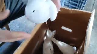 Üç Güvercin Dokuz Doksan On Kuruşunu Veriyorum Dedi