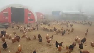 Yoğun Sisli Havada Tavukların Mutluluğu