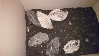 Bıldırcın toprak banyosu