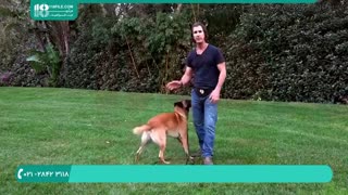 آموزش تربیت سگ -آموزش اجرای فرمان نشستن به سگ