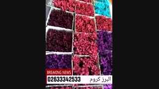 چگونه کاکتوس را مخمل بزنیم